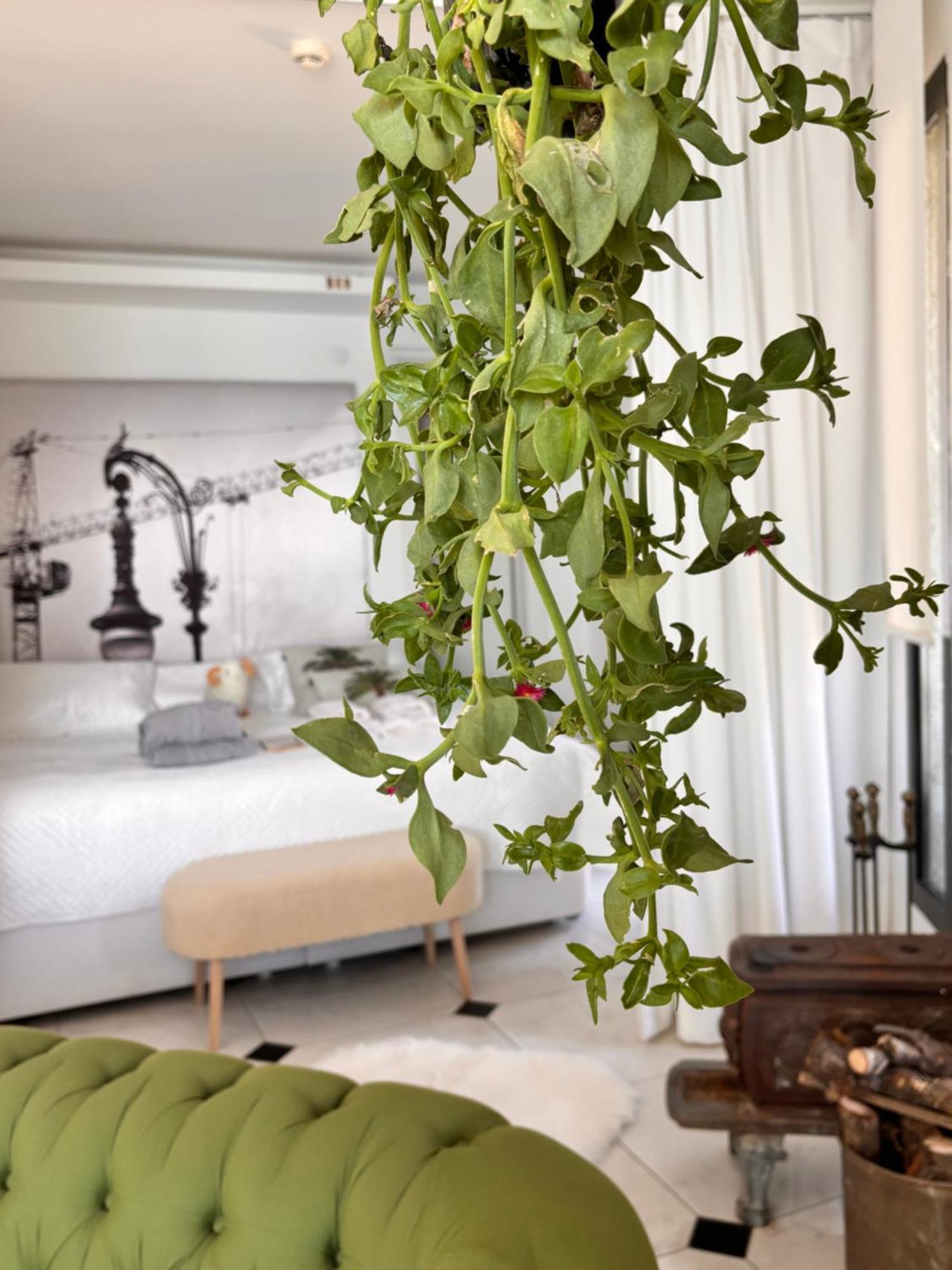 Sato Design Hotel (Adults Only) Çeşme Szoba fotó